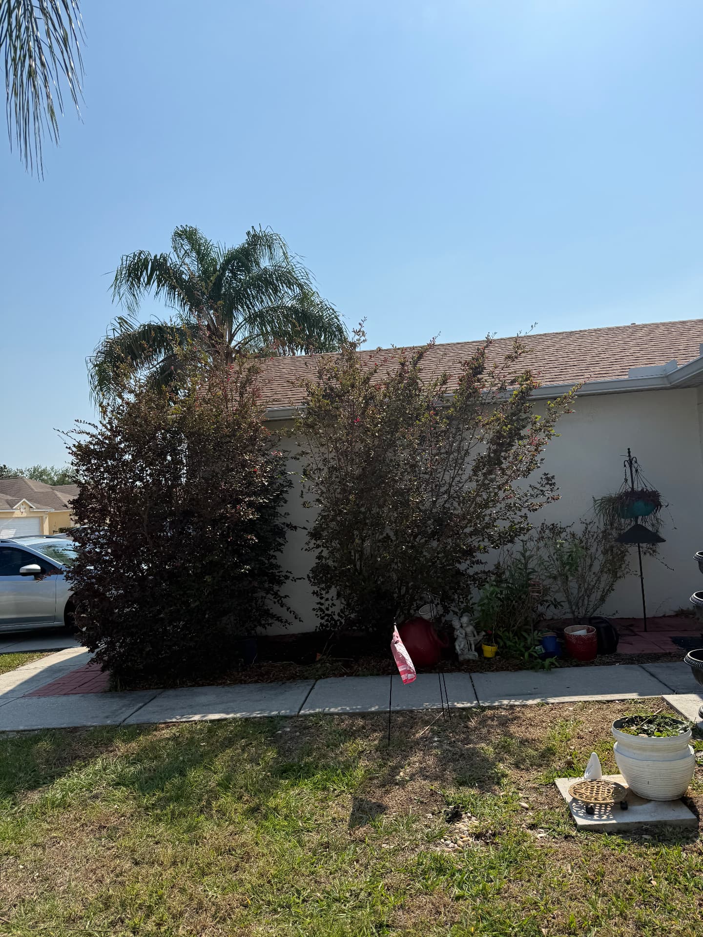 Front hedge & shrub trim — before CutLine Lawn Care