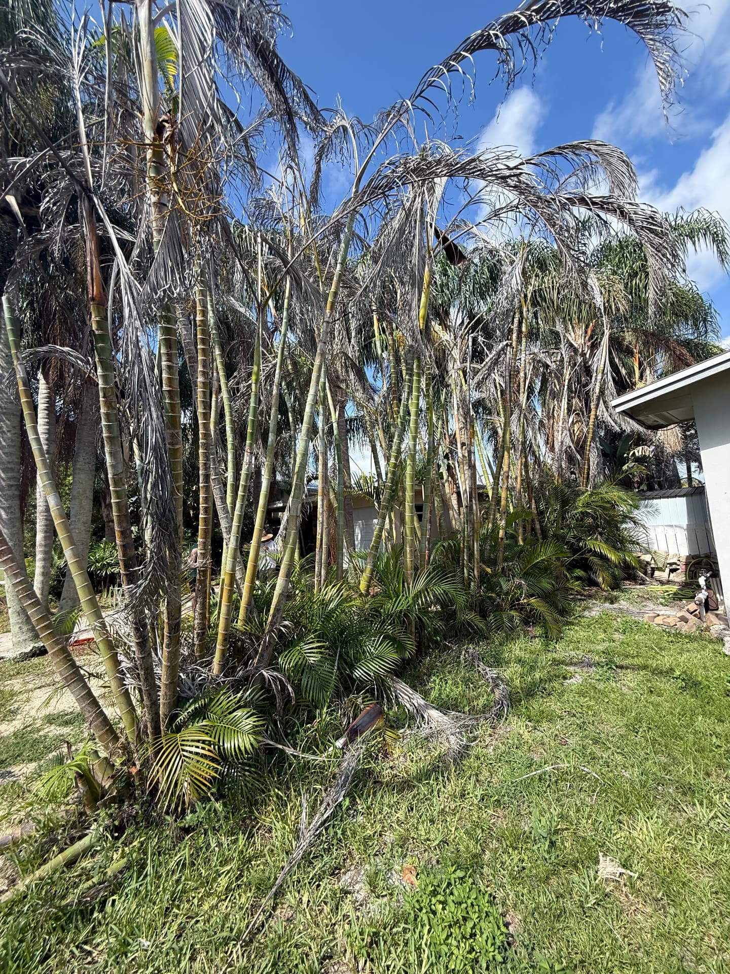 Areca palm cleanup — before CutLine Lawn Care