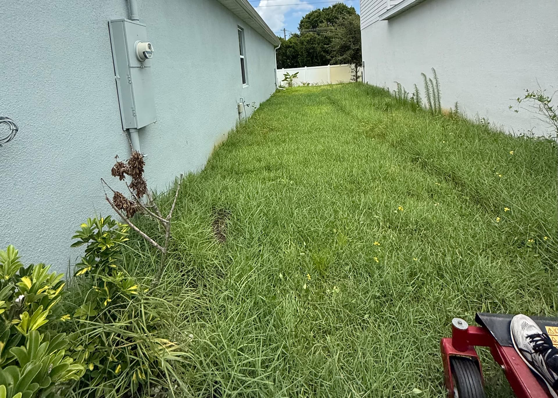 Overgrown side yard reset — before CutLine Lawn Care
