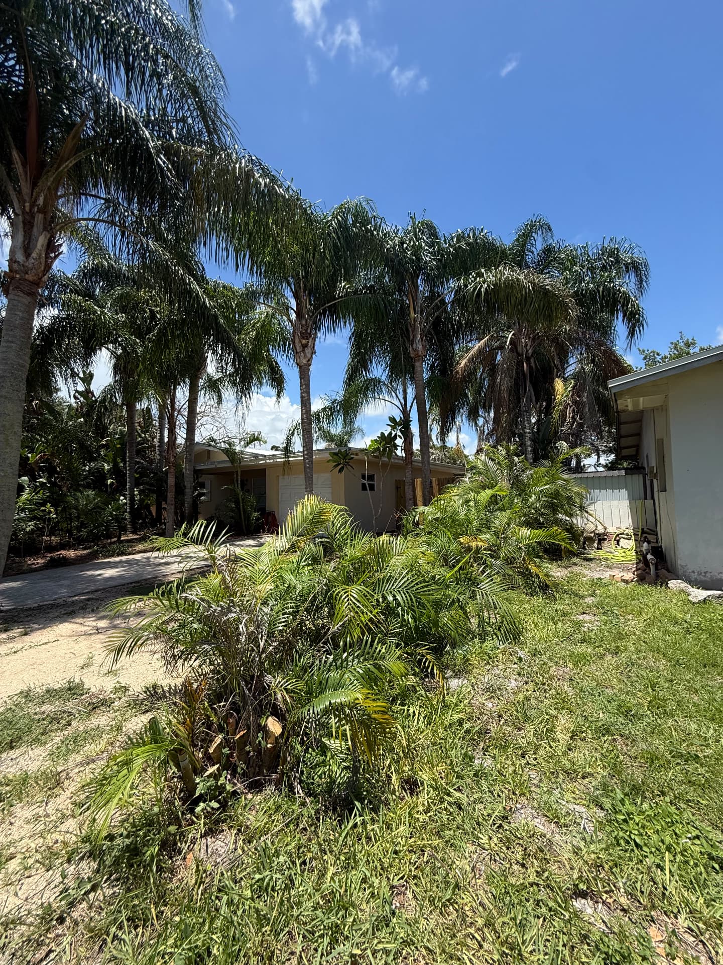 Areca palm cleanup — after CutLine Lawn Care