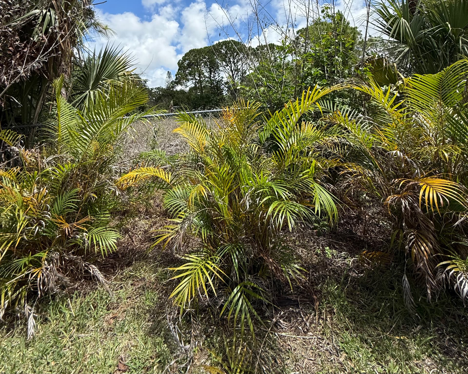 Areca clump thin-out — after CutLine Lawn Care