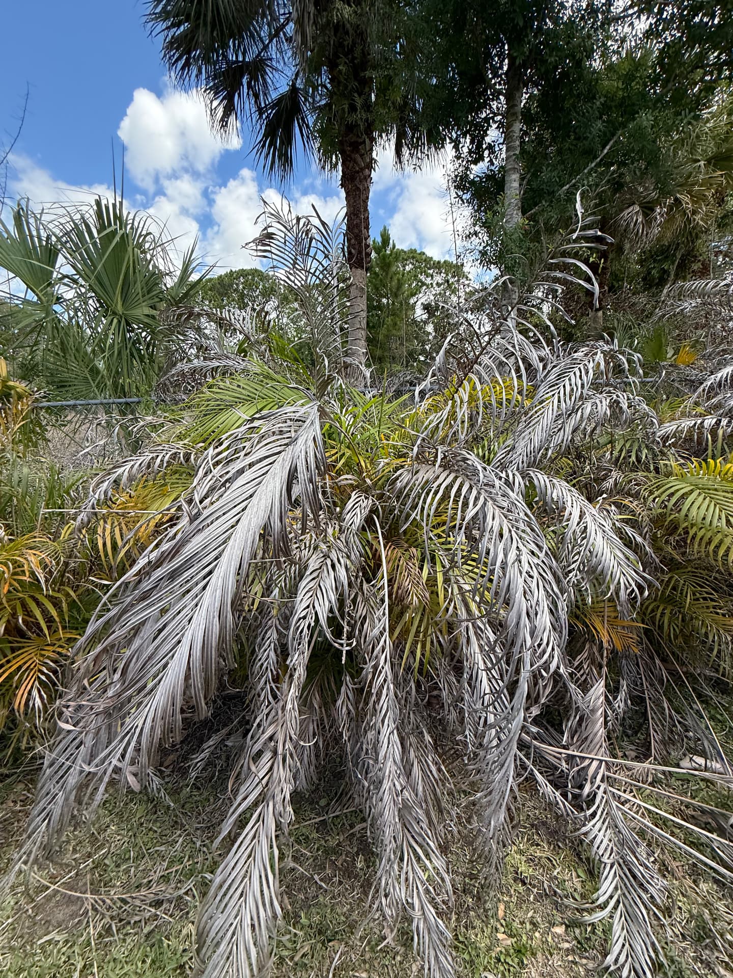 Areca clump thin-out — before CutLine Lawn Care